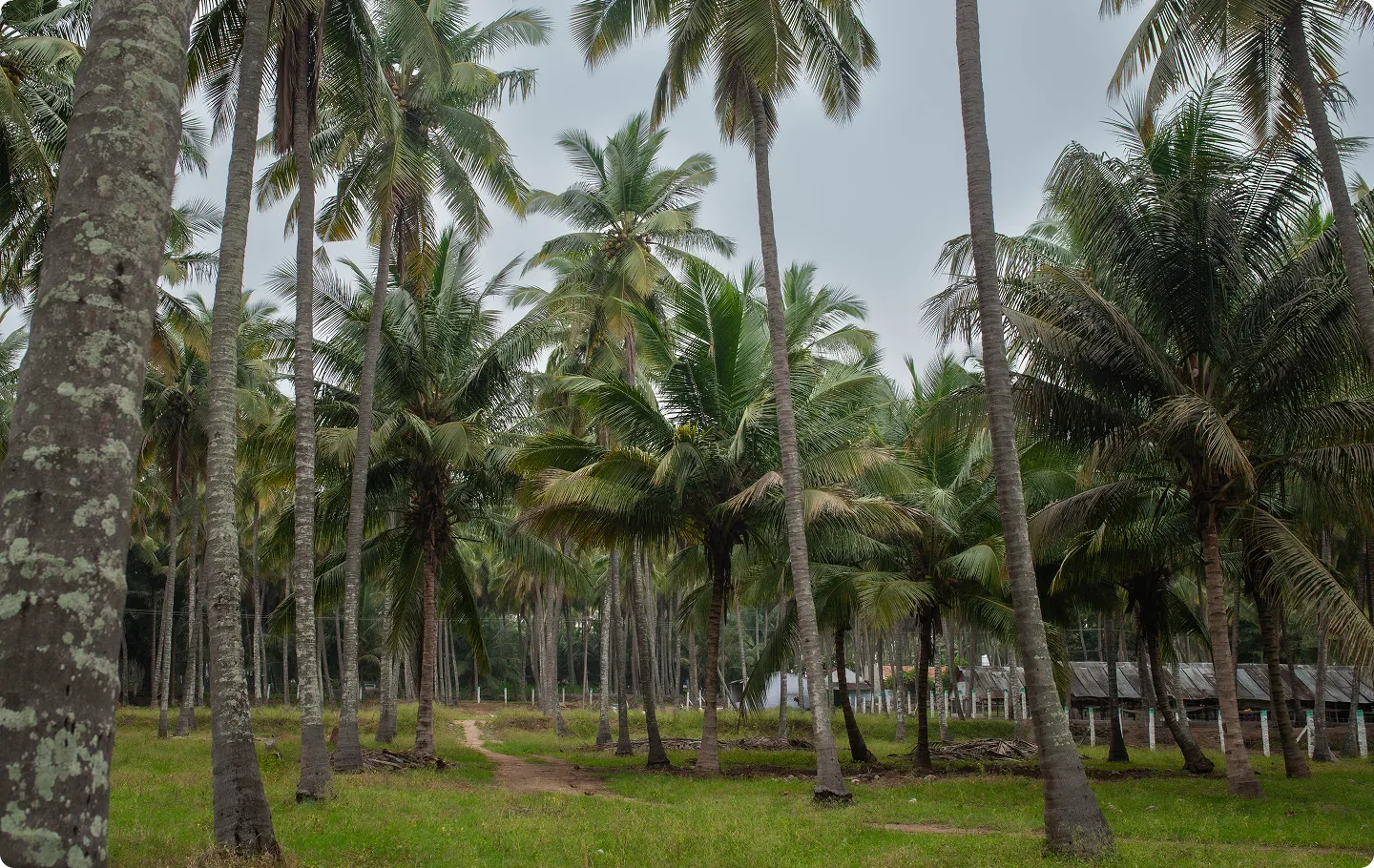 Dense grove of tall palm trees with green grass and a dirt path under a cloudy sky.