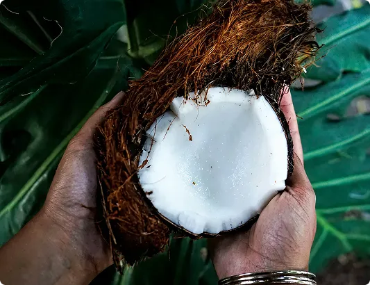 Hands holding a freshly opened coconut with white flesh and fibrous husk.
