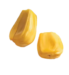 Two bright yellow jackfruit seeds isolated on a white background.