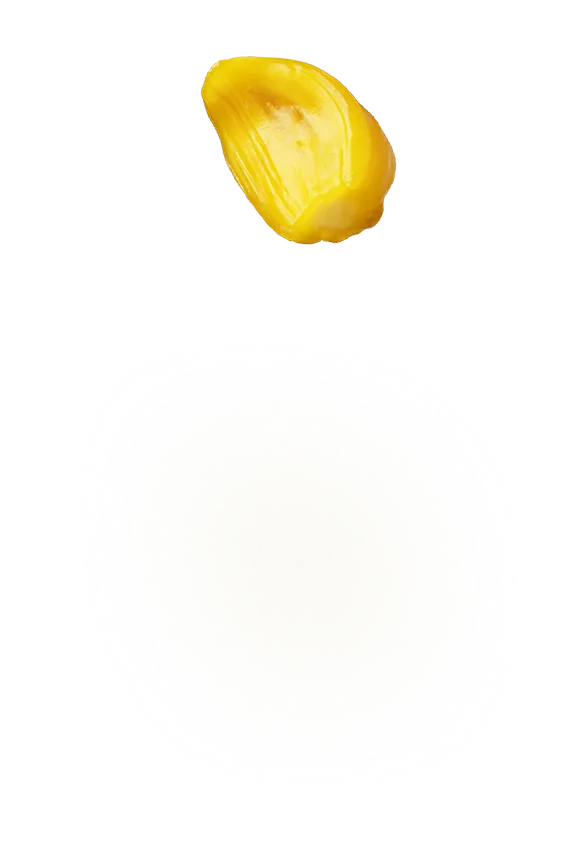 Single yellow jackfruit bulb isolated on a transparent background.