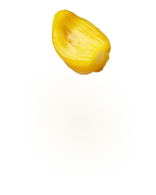 Single yellow jackfruit seed with a smooth, slightly glossy surface on a white background.