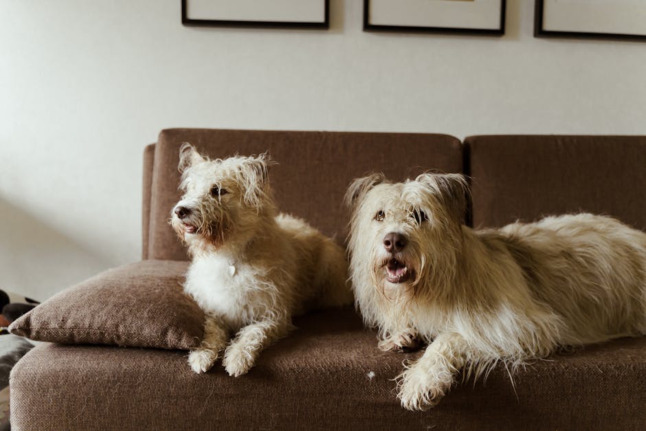 pet friendly rentals