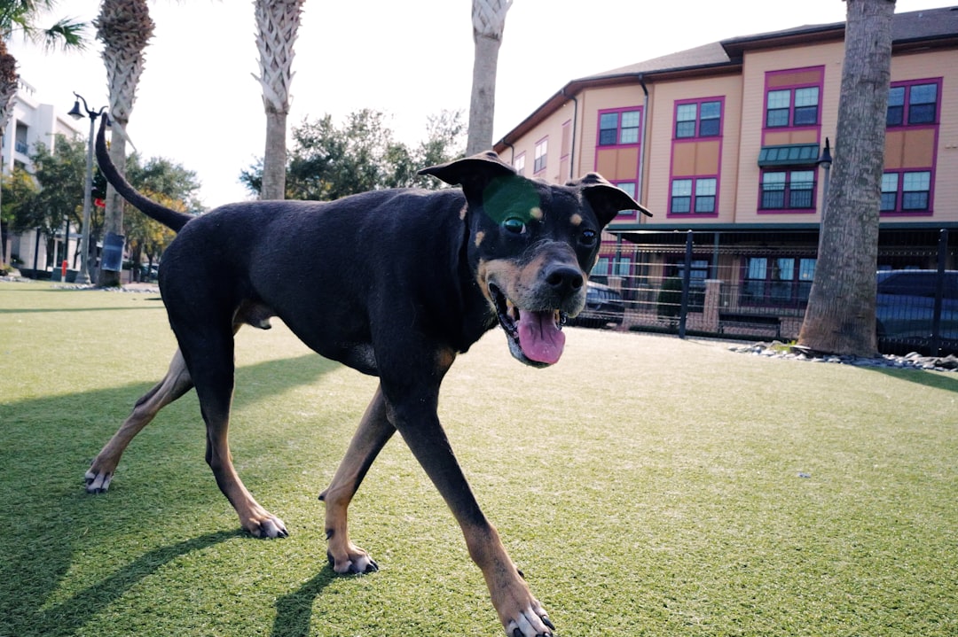 apartments that take large dogs