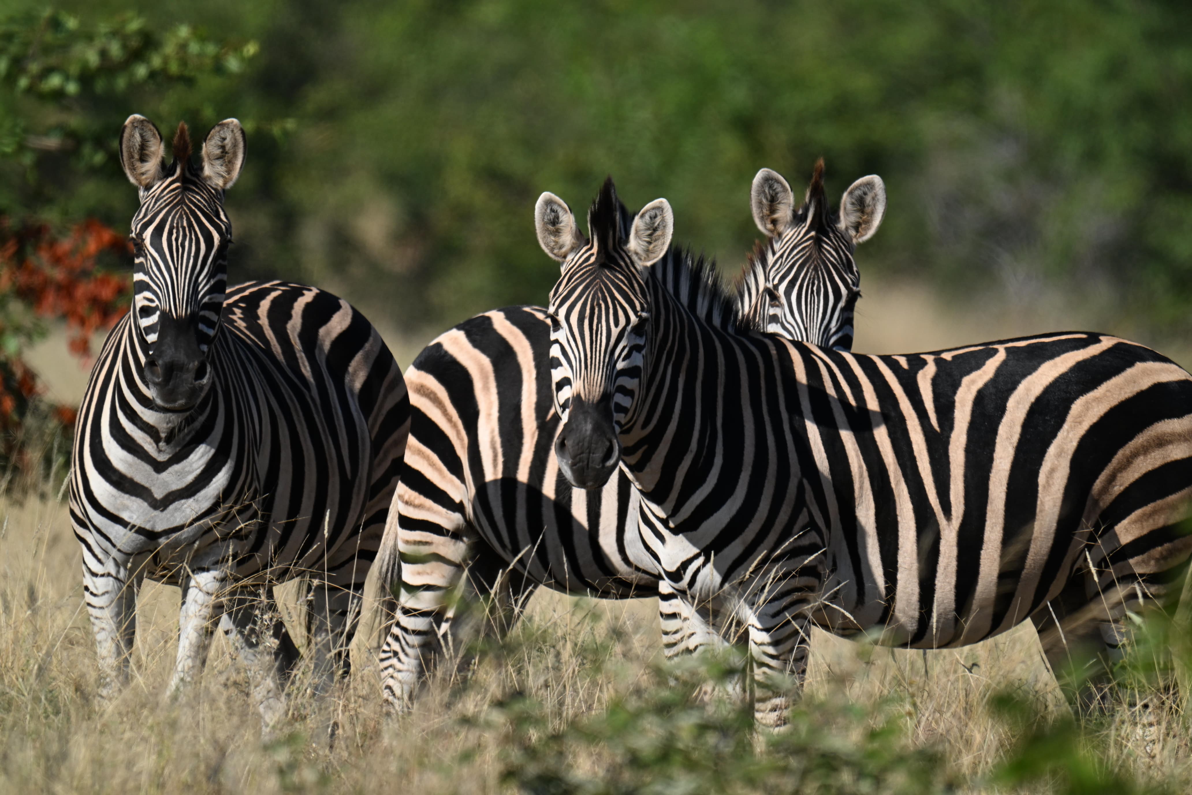 Safari in Africa with Kim