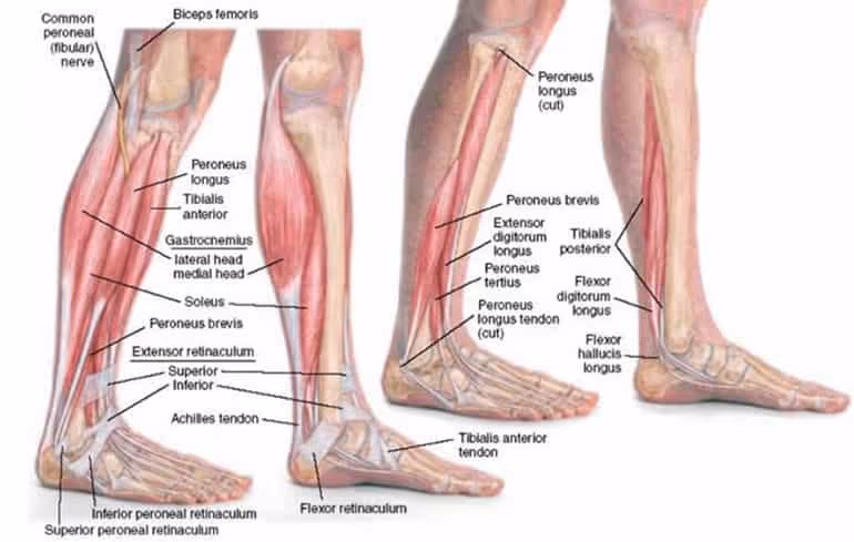 foot diagram