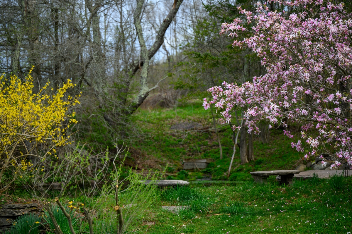 A photograph captures a tranquil early spring scene with two weathered stone benches resting on a green, grassy slope. To the right, a large tree is bursting with pink blossoms, while a bush on the left is covered in bright yellow flowers. The background features a dense forest of mostly bare trees under a soft, diffused sky.