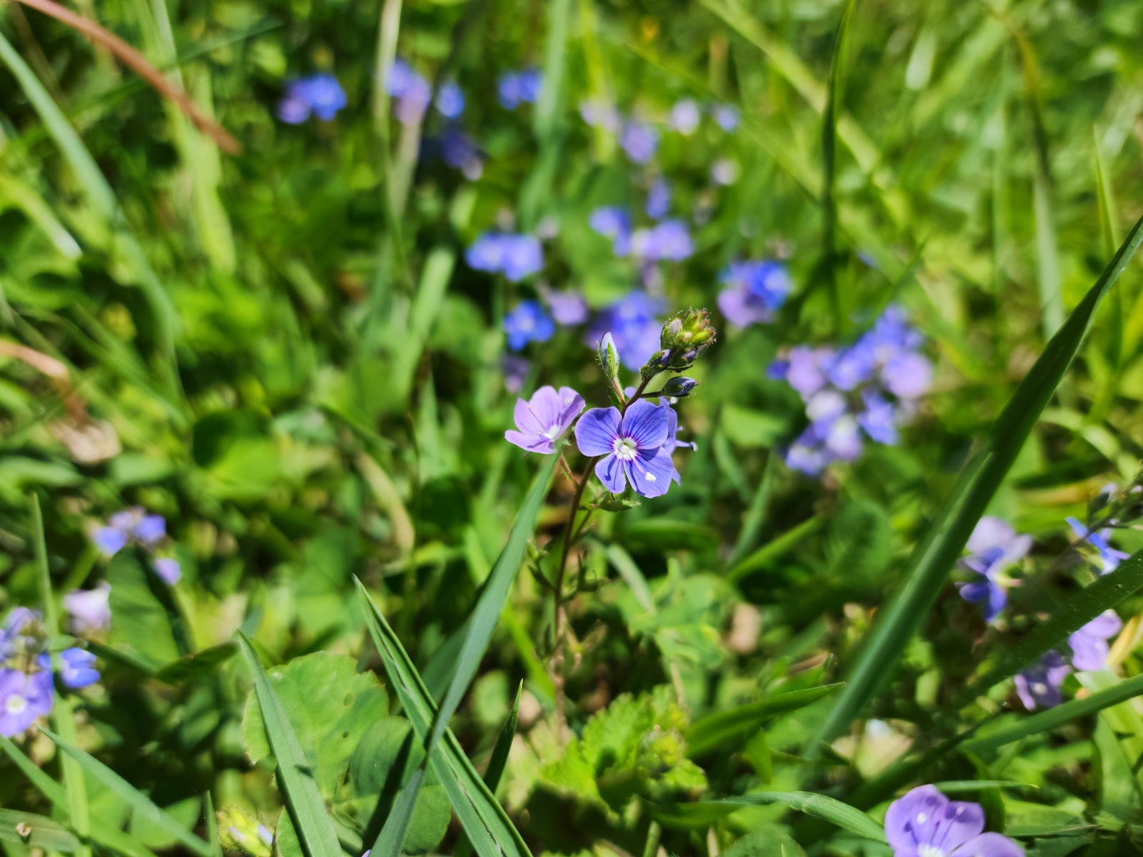 A close-up photograph shows a small, vibrant blue flower with a white center, known as a speedwell, blooming in a patch of green grass. Other similar blue flowers are visible but softly blurred in the grassy background, which is illuminated by bright sunlight.