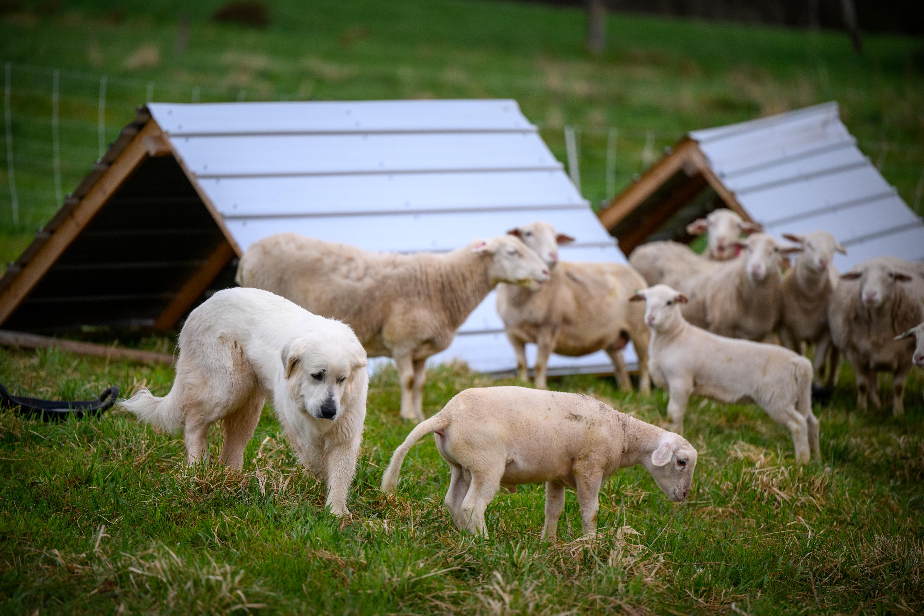 A white livestock guardian dog stands in a green pasture, looking down at a grazing lamb. Behind them are several other sheep and two metal A-frame shelters.
