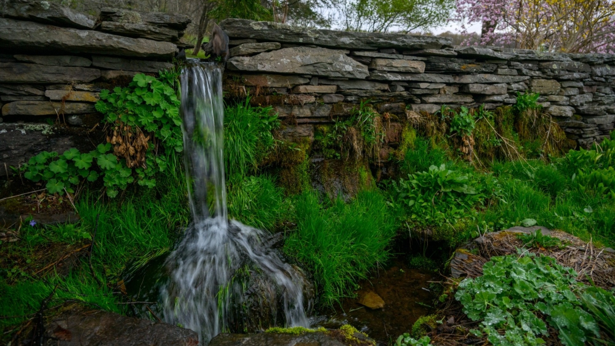 A photograph shows a small, man-made waterfall cascading from a dry-stacked stone wall. Water flows down into a mossy pool below. The wall and the area around the waterfall are covered in lush green moss and various ferns. In the background, there are trees, some with bare branches and others with pink and yellow spring blossoms.