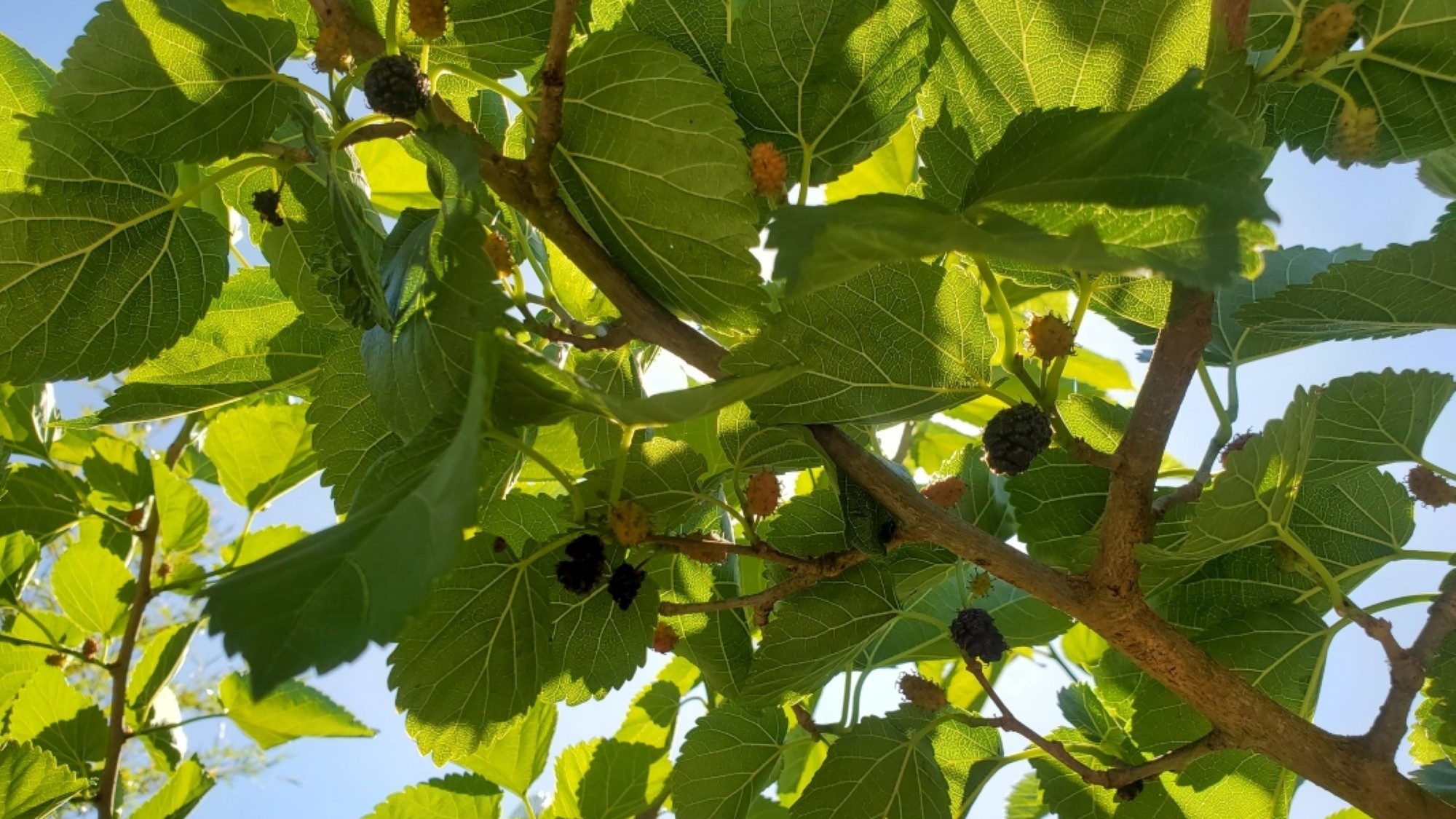 A low-angle photograph looks up into the leafy branches of a mulberry tree, with sunlight filtering through the green leaves and clusters of mulberries in varying stages of ripeness, including dark black, red, and pale white berries, against a blue sky.