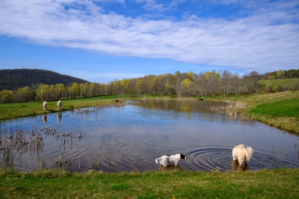 Four dogs, including a black and white dog and a fluffy white dog, wade in and stand around a calm pond in a green field. The background features a line of trees and a large forested hill under a blue sky with thin clouds.