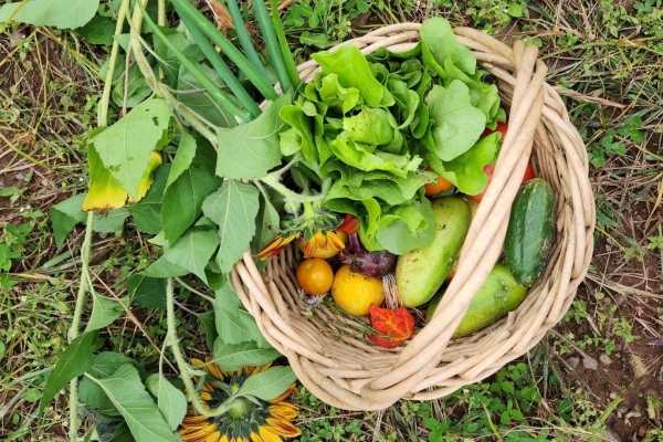 A top-down photograph of a wicker basket overflowing with freshly harvested produce, including green leafy vegetables, cucumbers, and small yellow and red tomatoes. Next to the basket on the grassy and earthy ground are a bunch of green onions and two large yellow sunflowers.