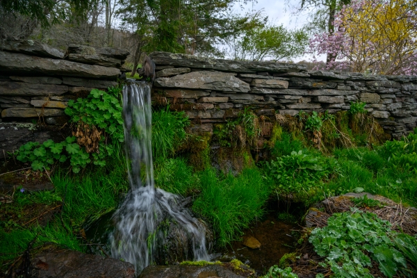 A photograph shows a small, man-made waterfall cascading from a dry-stacked stone wall. Water flows down into a mossy pool below. The wall and the area around the waterfall are covered in lush green moss and various ferns. In the background, there are trees, some with bare branches and others with pink and yellow spring blossoms.
