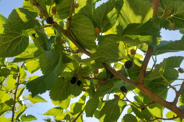 A low-angle photograph looks up into the leafy branches of a mulberry tree, with sunlight filtering through the green leaves and clusters of mulberries in varying stages of ripeness, including dark black, red, and pale white berries, against a blue sky.