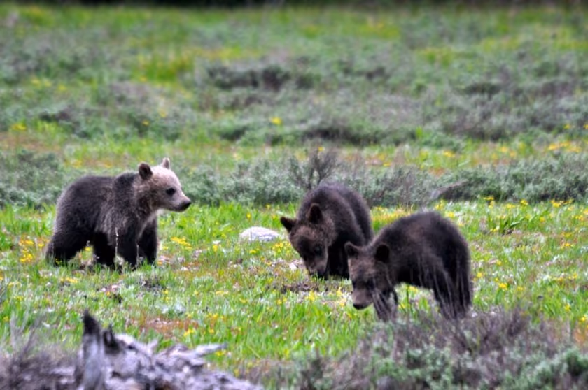 Jerry Herman_399's cubs