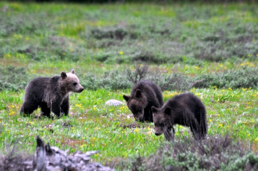 Jerry Herman_399's cubs