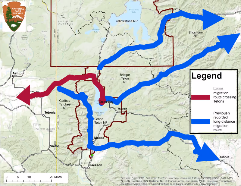 New Mule Deer Migration Route over Teton Range