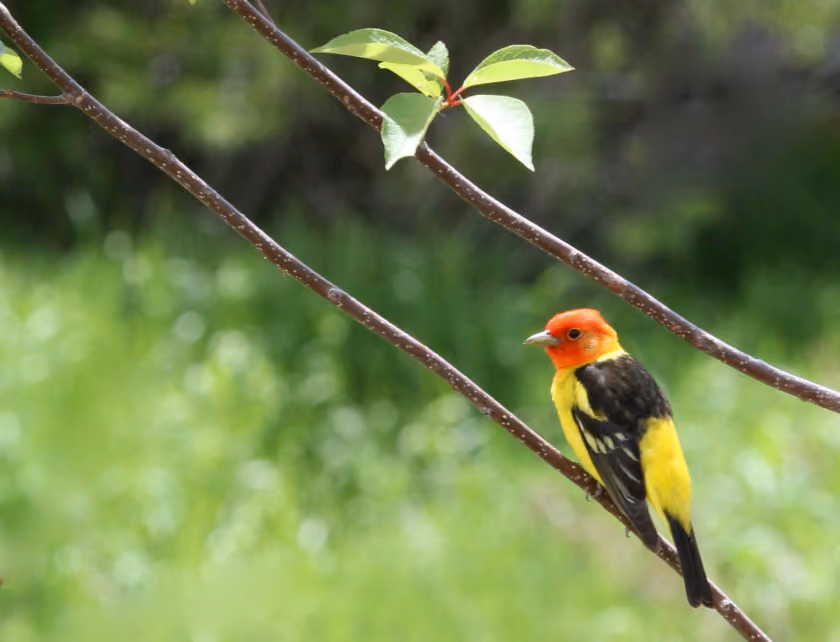 Adventure Journal: Birding in Grand Teton National Park
