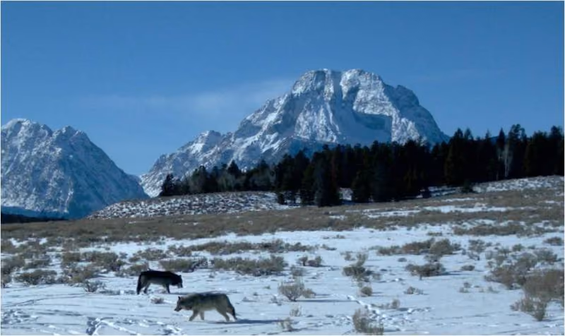 November Wildlife Whereabouts: Hibernation & Migration