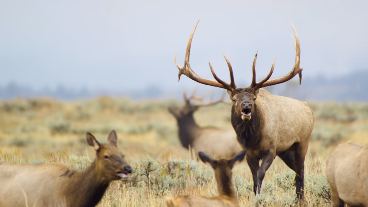 VIDEO & UPDATE: Wyoming Governor Matt Mead Weighs in on Importance of Protecting Antelope Flats