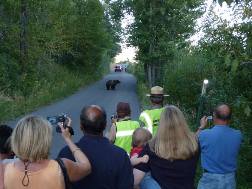 VIDEO: Protecting Grand Teton's Wildlife One Bear Jam at a Time