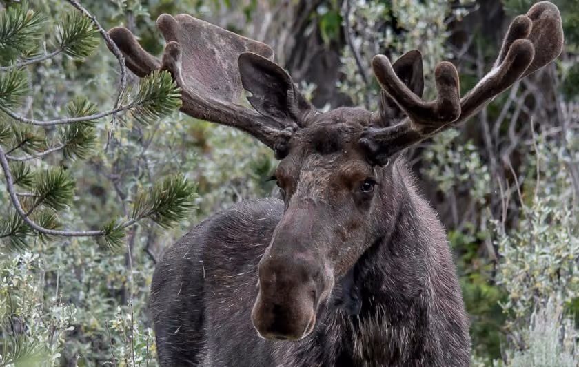 Adventure Journal: 4 Best Places to Spot Wildlife in Grand Teton