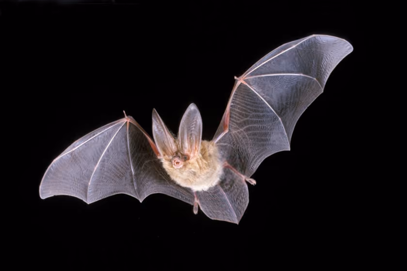 Park Biologists Take a Closer Look at Bats