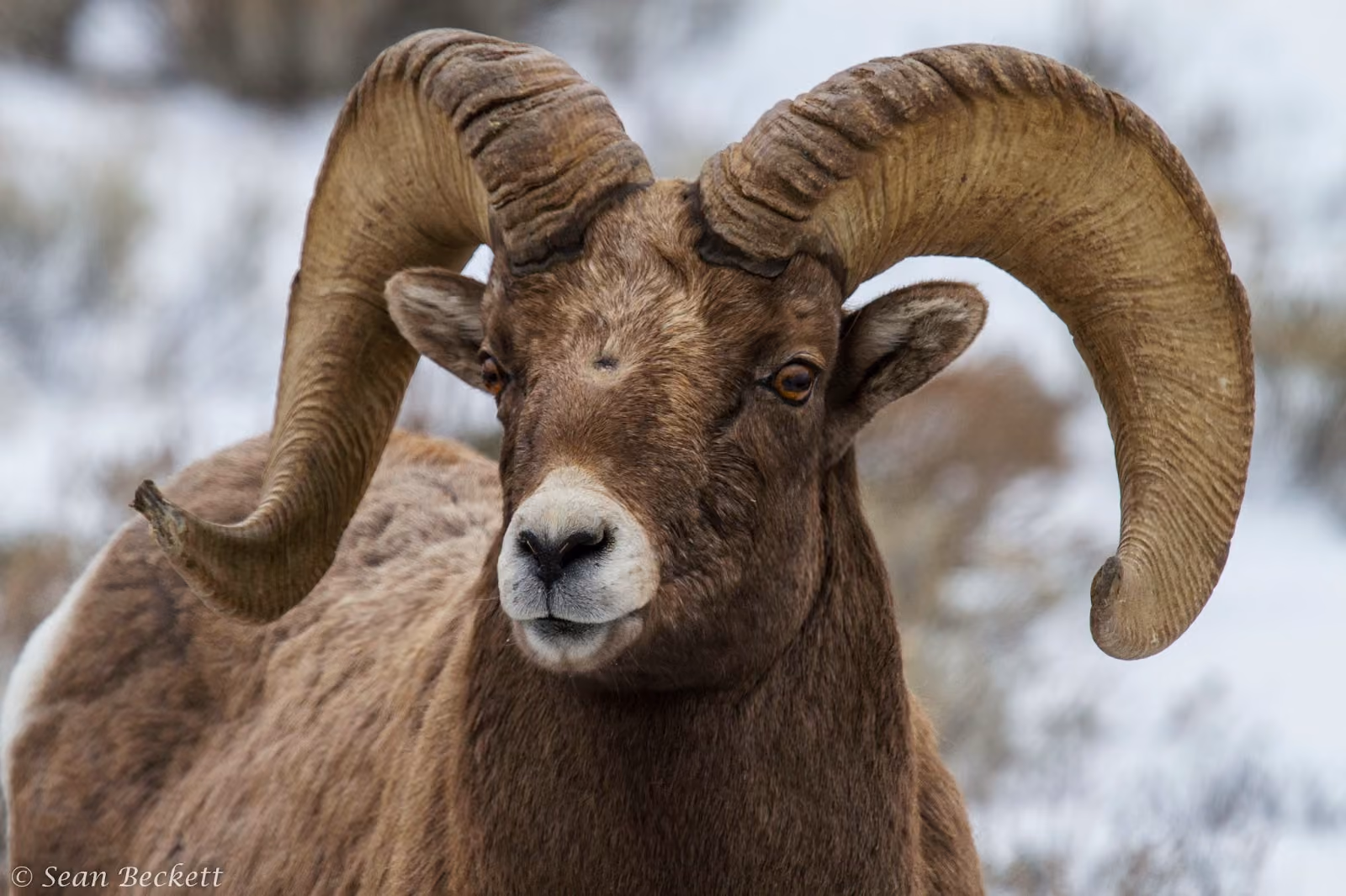 Wildlife Whereabouts: Hibernation and Migration