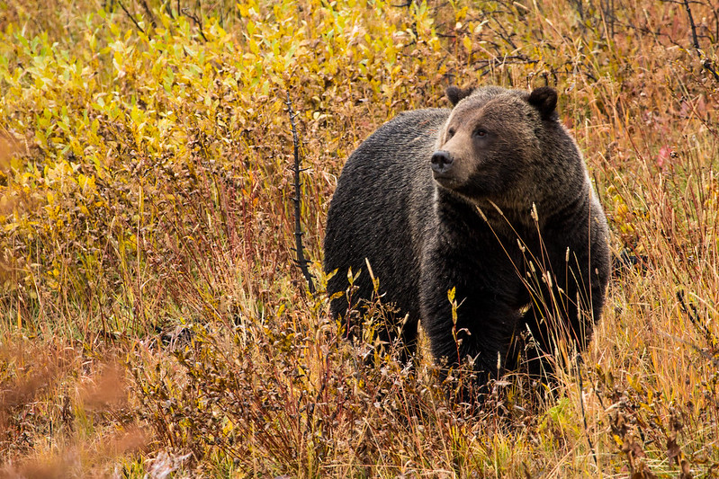 September Wildlife Whereabouts: Autumn Marks Season of Change for Wild Residents