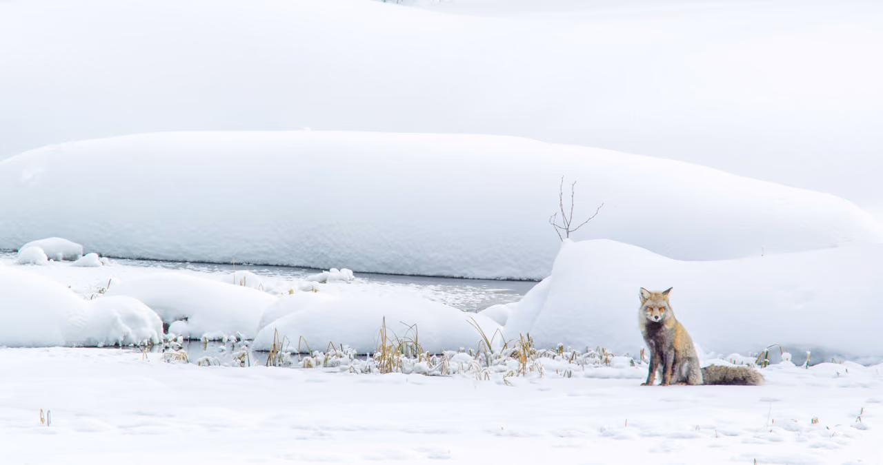 December Wildlife Whereabouts: Winter Settles In