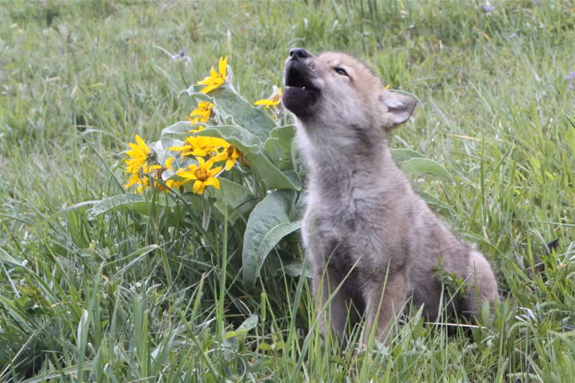 July Wildlife Whereabouts: Summer in Full Swing