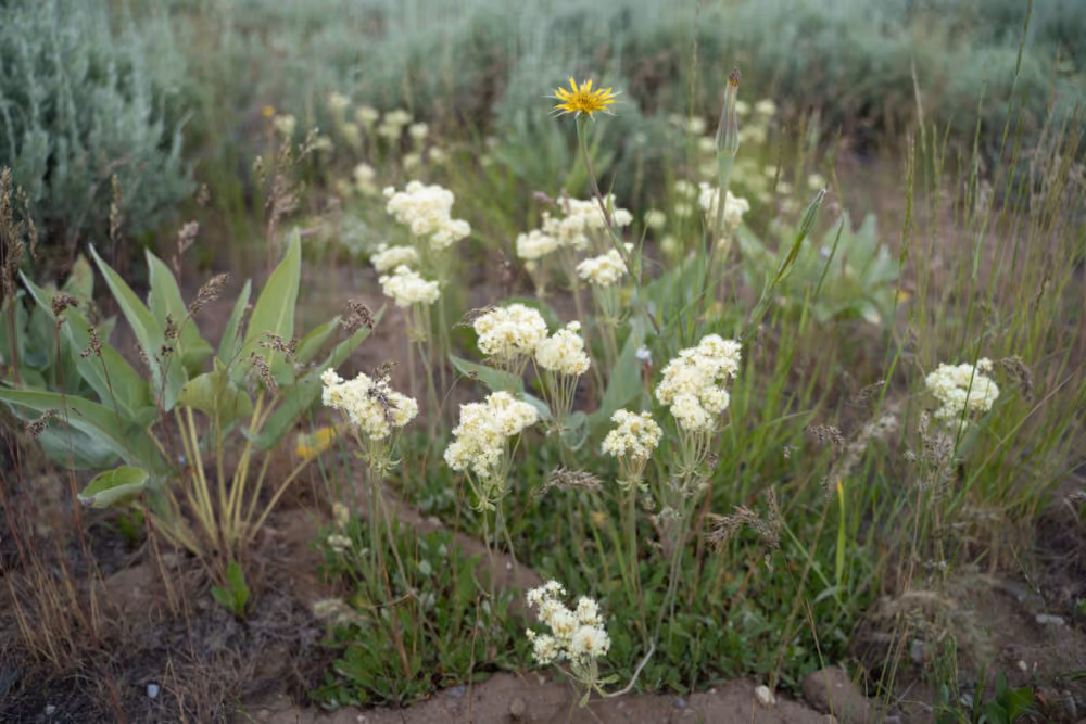 Native Species Return to Kelly Hayfields