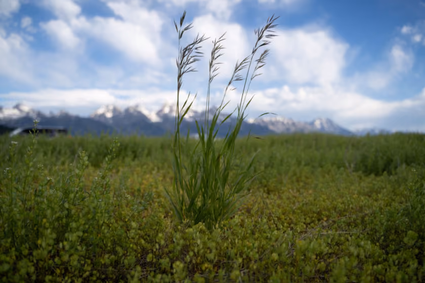 Early homesteaders planted smooth brome as a source of nutrition for livestock. Photo: Todd Smith, Alpyn Beauty.