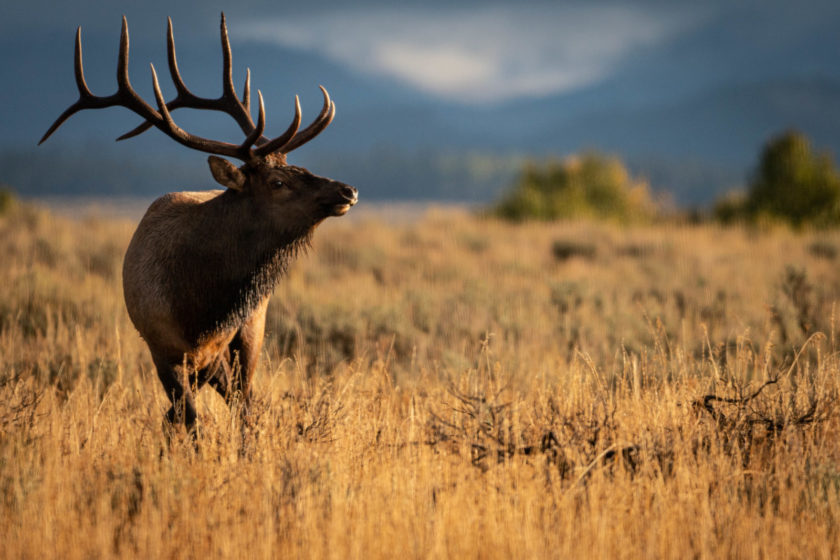 Wildlife Whereabouts: Fall is in the Air