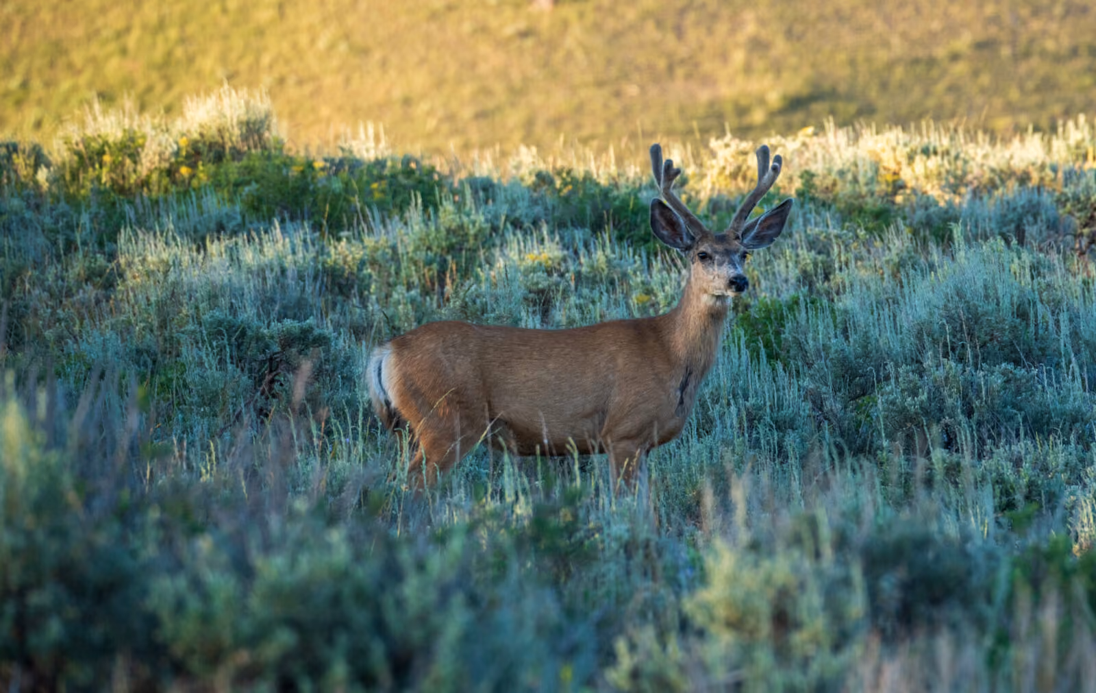 October Wildlife Whereabouts: Mild Fall Weather Provides Ample Viewing Opportunities