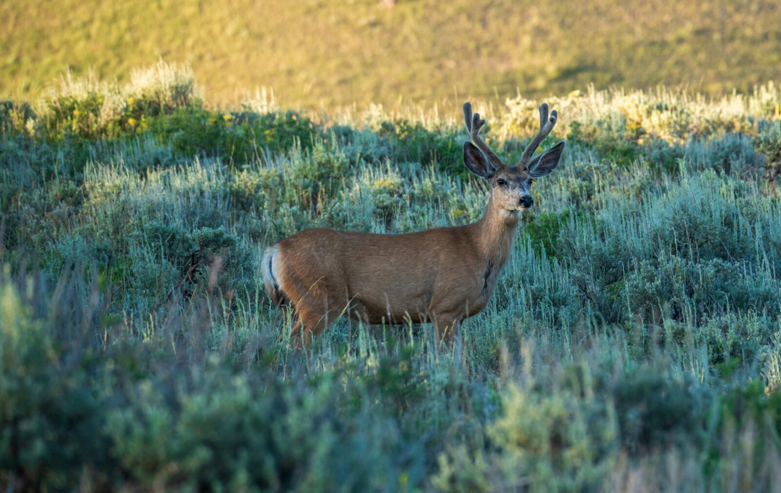 October Wildlife Whereabouts: Mild Fall Weather Provides Ample Viewing Opportunities