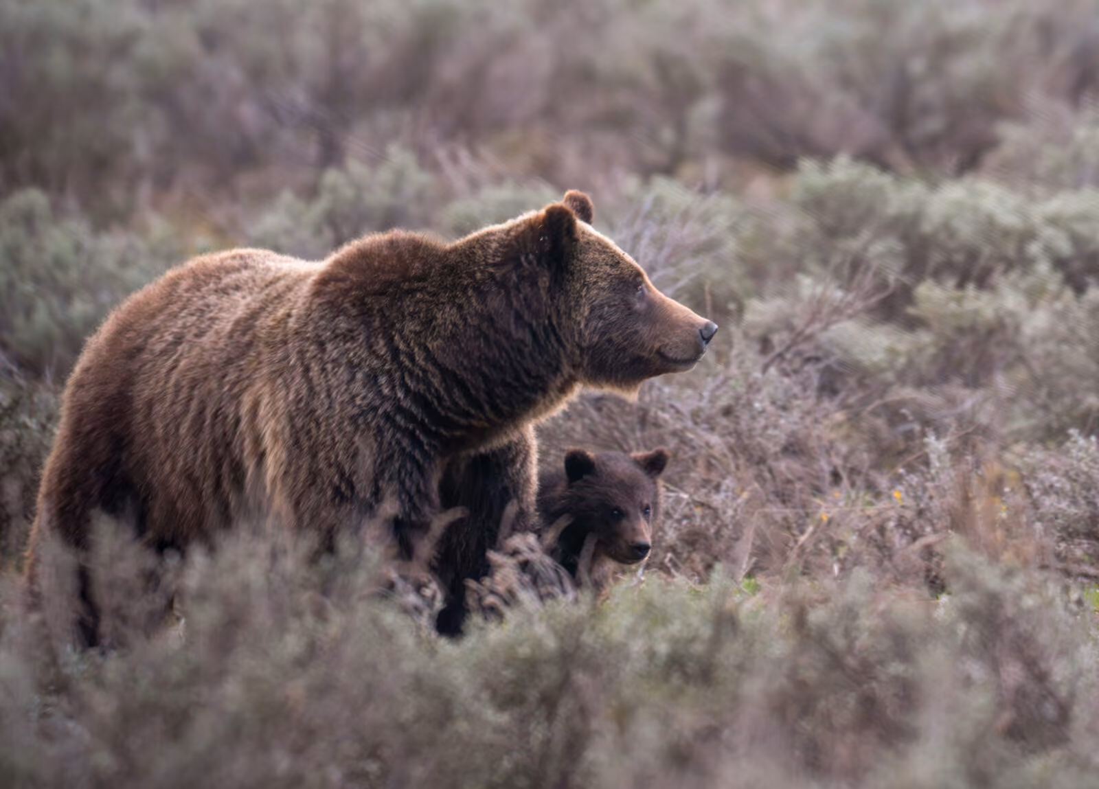 Remembering Grizzly Bear 399