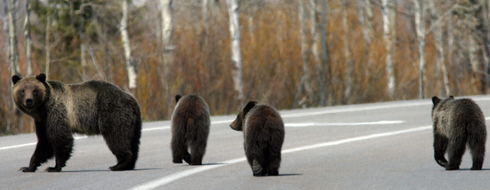 Grizzly bear #399 and cubs, 2007.NPS Photo/G. Pollock