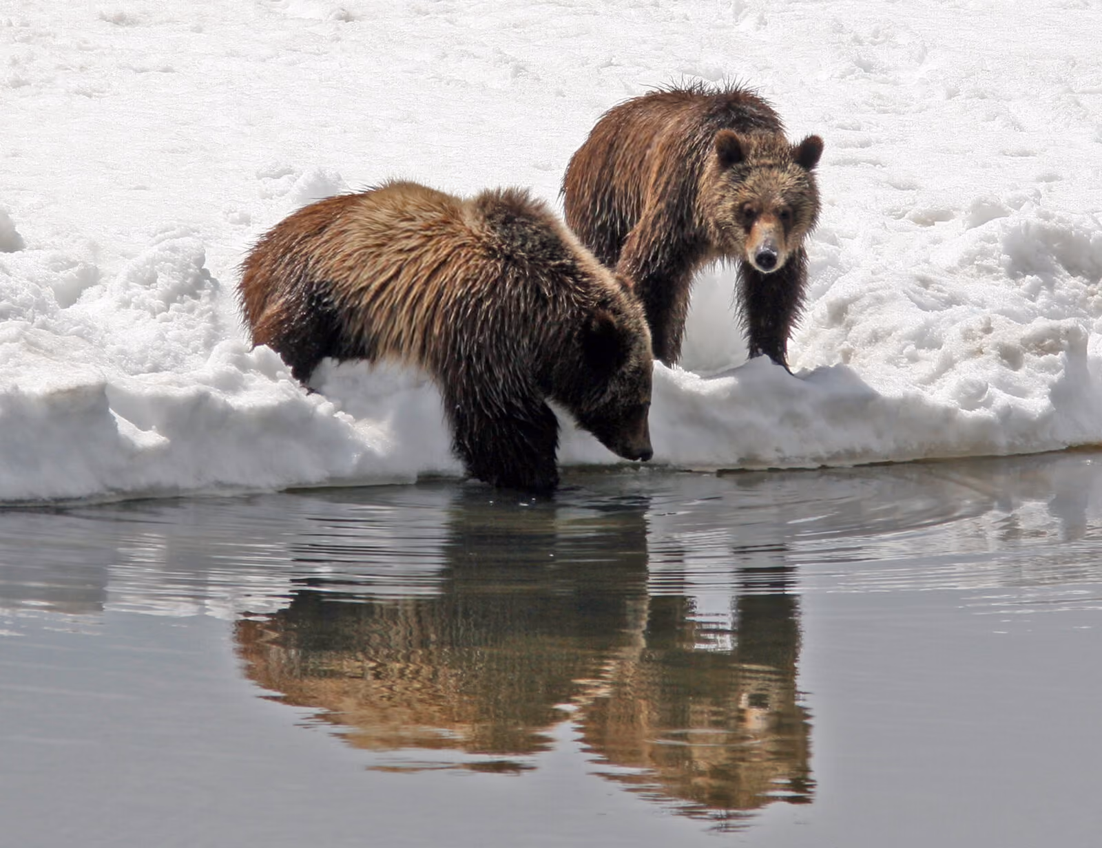 Two of 399's cubs in 2008. NPS Photo/G. Pollock