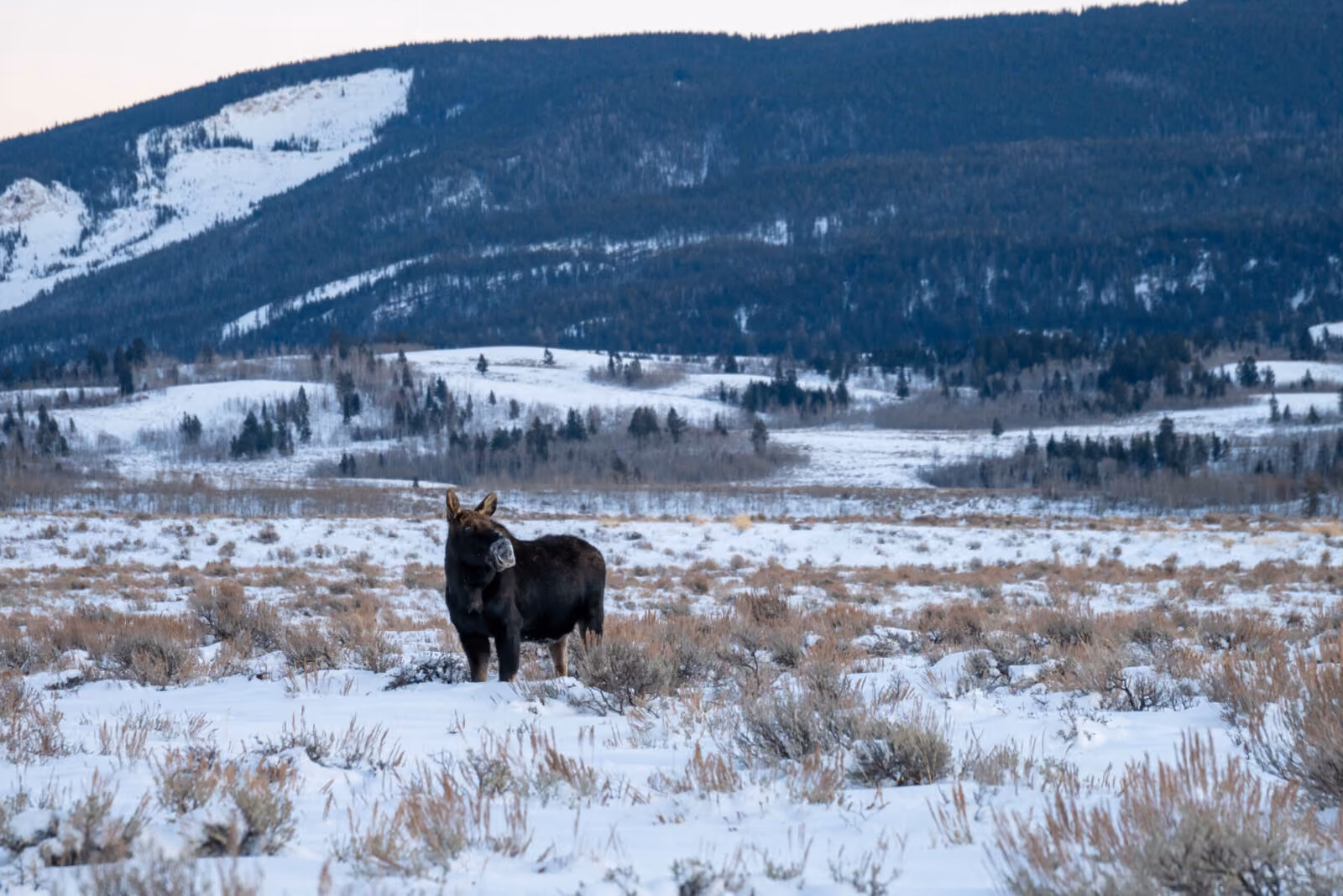 January Wildlife Whereabouts: Animals Adapt to Survive Harsh Conditions