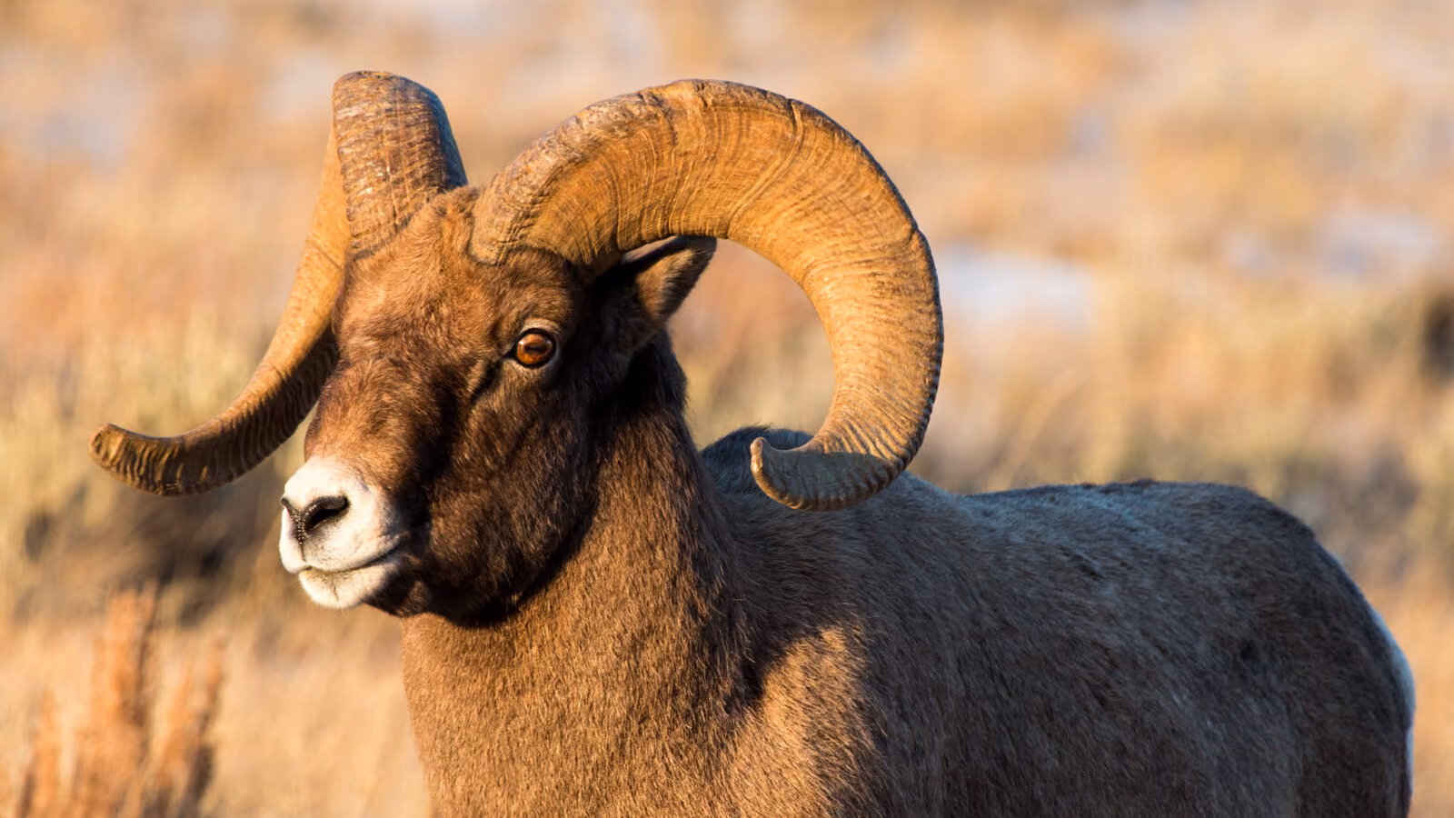 Bighorn Sheep Conservation in Grand Teton: 2024 Research Highlights