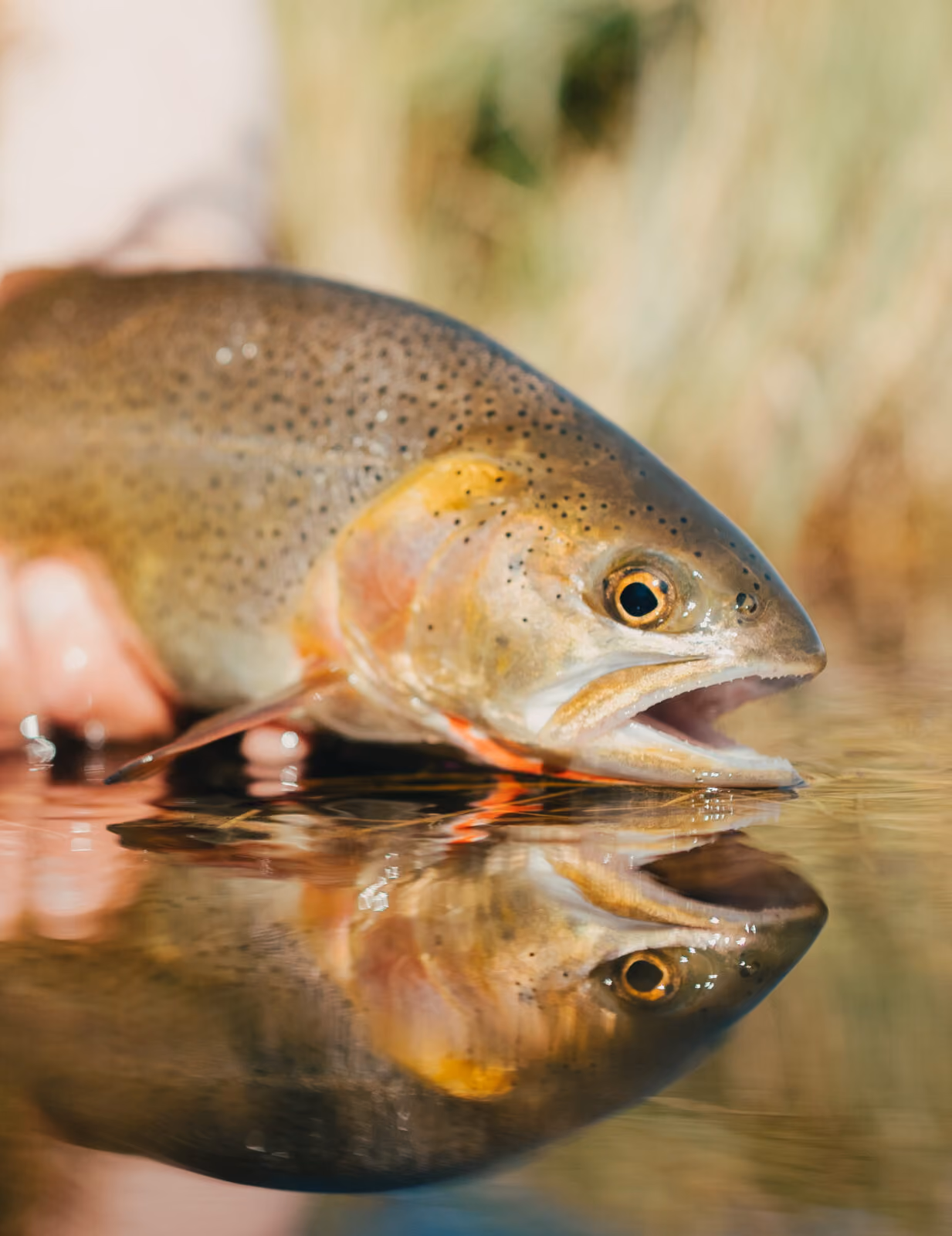 Iconic Rises: The Fly Fishing Film About Preserving The Snake River Fine-Spotted Cutthroat Trout