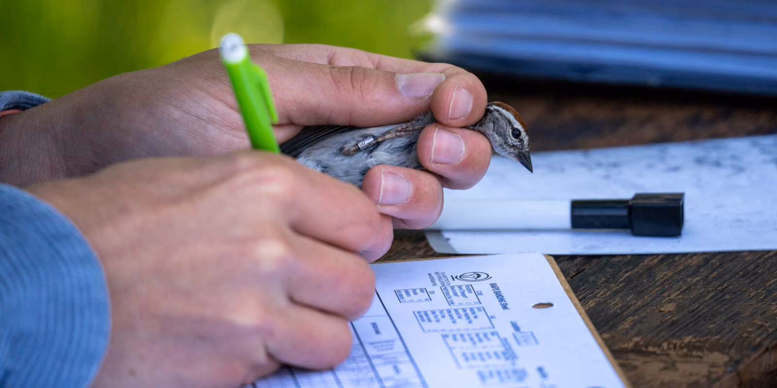Bird Banding in Grand Teton: 2024 Research Highlights