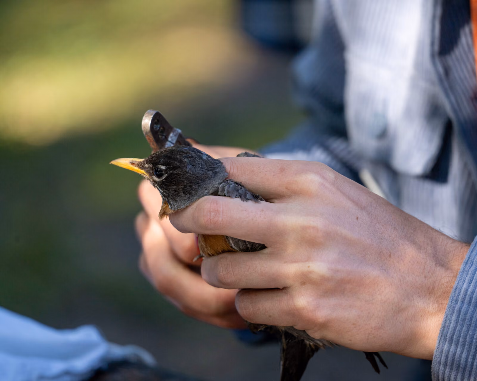 A bird banding professional carefully measures an American robin.
