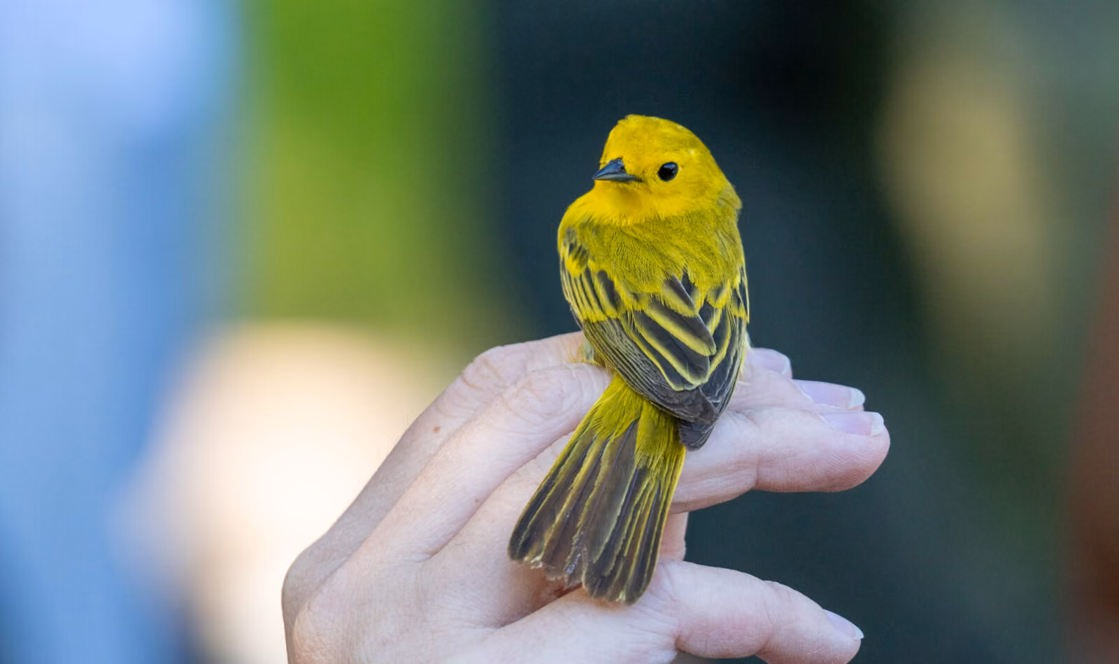 Bird Banding