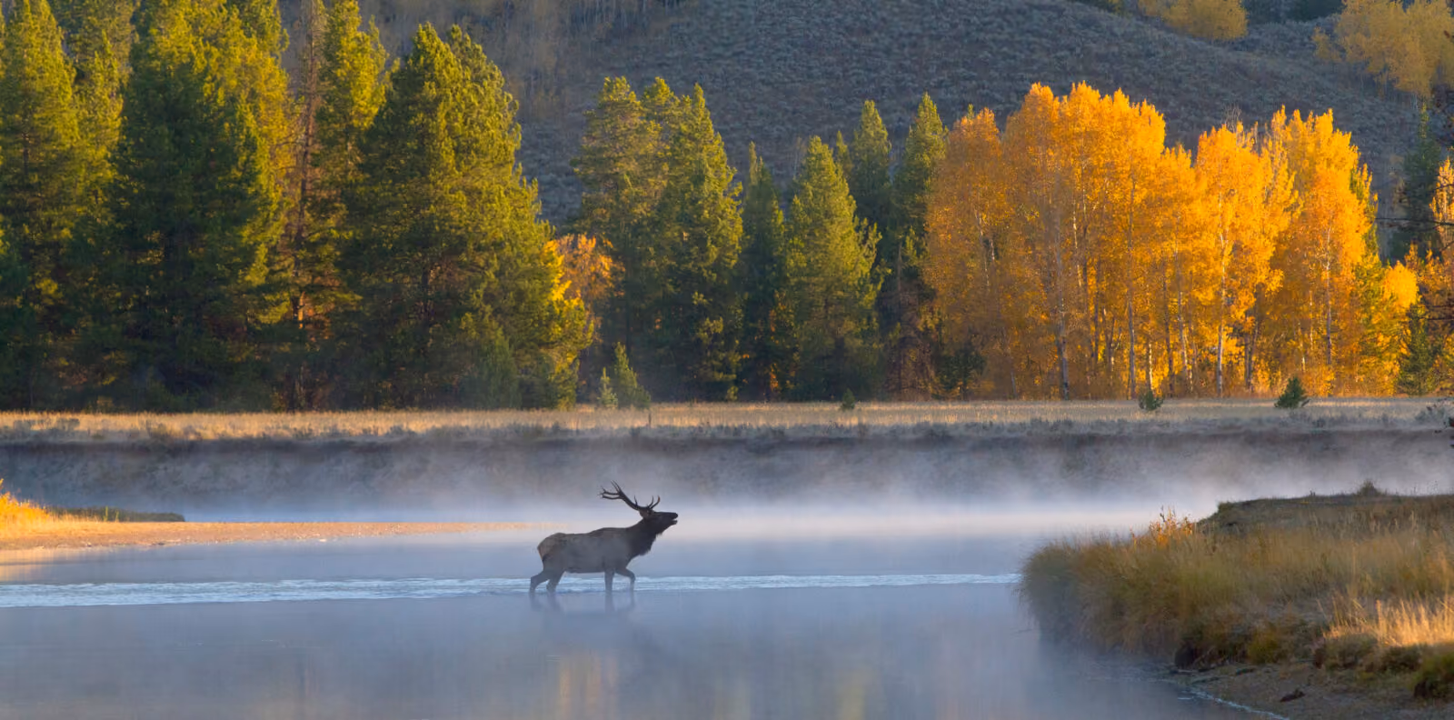 Snake River Health In Grand Teton: 2024 Research Highlights