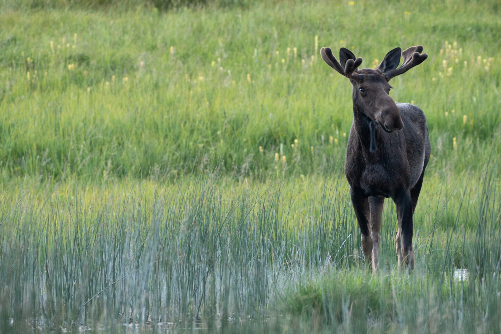 June Wildlife Whereabouts: Summer Heat, Increased Bear Activity, and Fox Kits