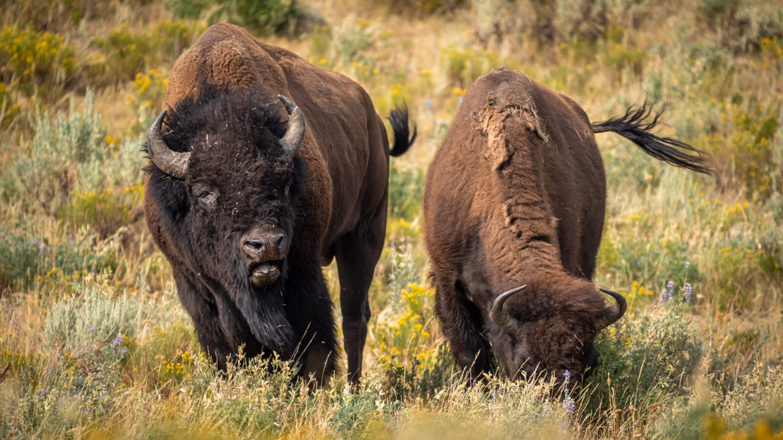 August Wildlife Whereabouts: Summer Bounty Aids in Fall Preparations