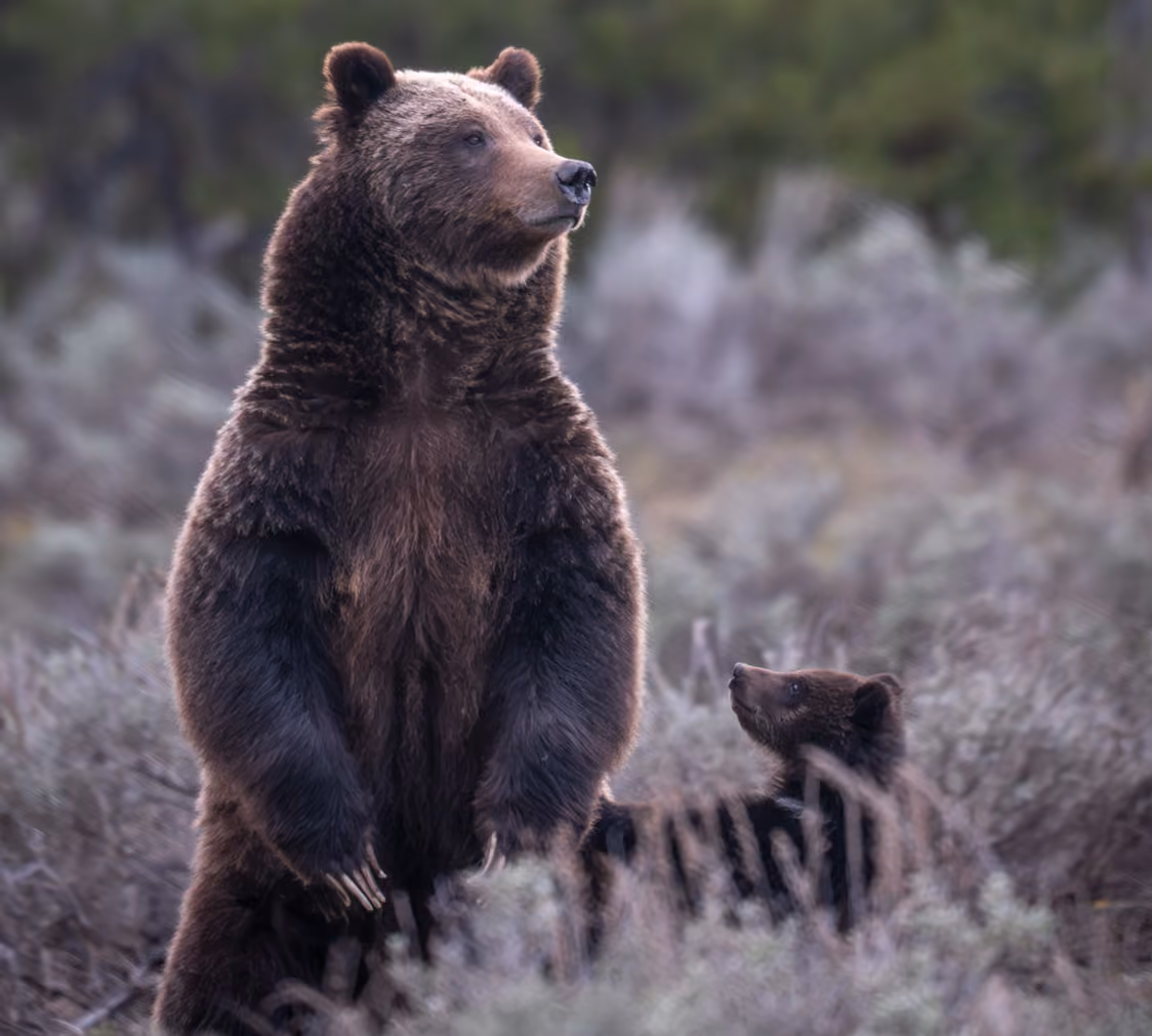 The Legacy of Grizzly 399 and the Future of Bear Conservation