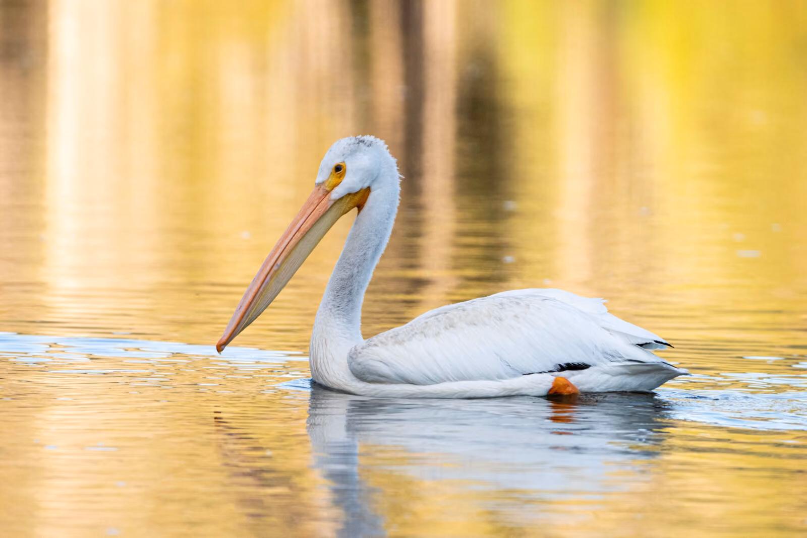 September Wildlife Whereabouts: Seasonal Transitions Provide Ample Wildlife Viewing